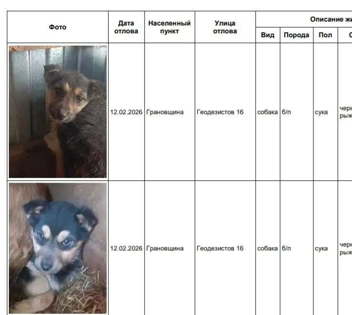 Найденные собаки в приюте в Усолье - Собаки (Животные) в Усолье