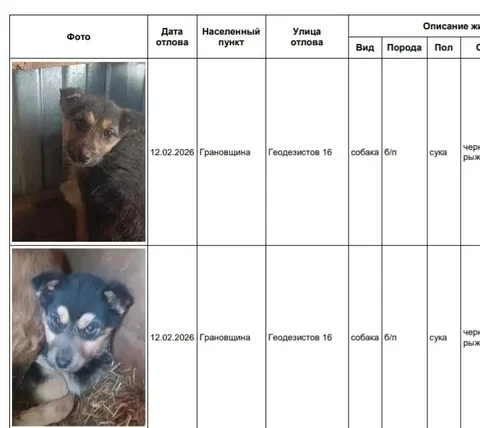 Найденные собаки в приюте в Усолье - Птица в Усолье