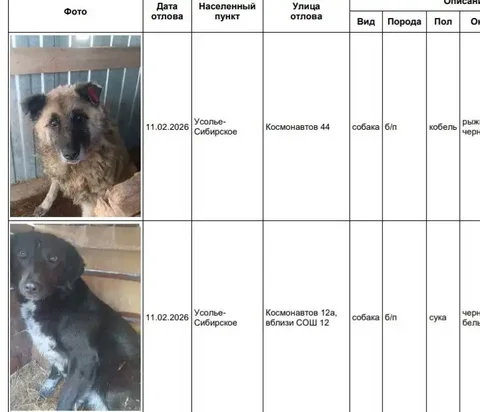 Отлов собак в Усолье-Сибирском - Птица в Усолье-Сибирское