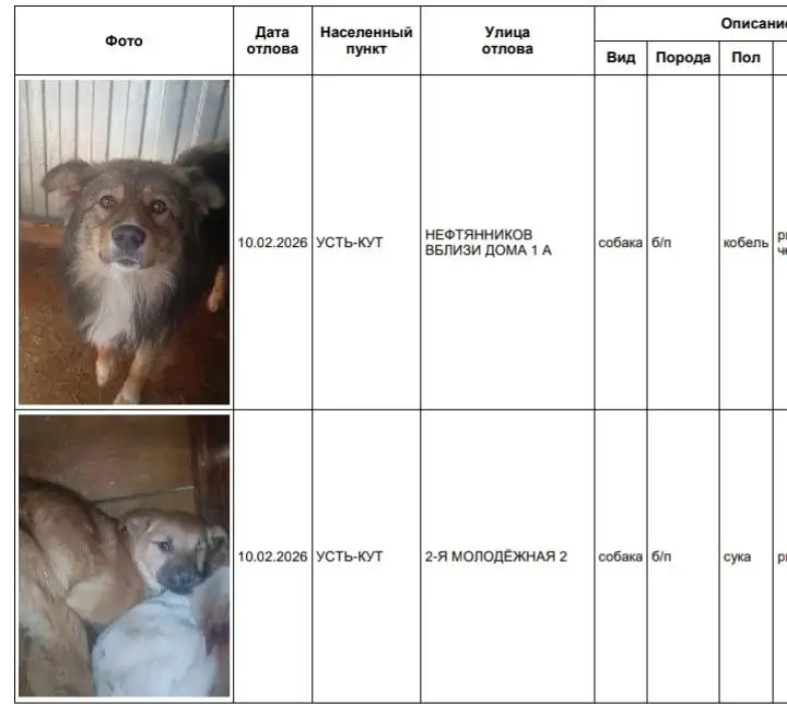Отловленные собаки в приюте в Усть-Куте - Животные в Усть-Кут