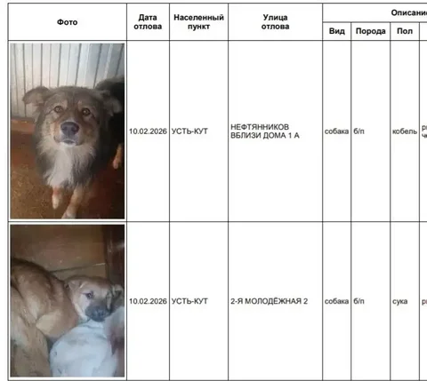 Отловленные собаки в приюте в Усть-Куте - частное объявление в Усть-Кут