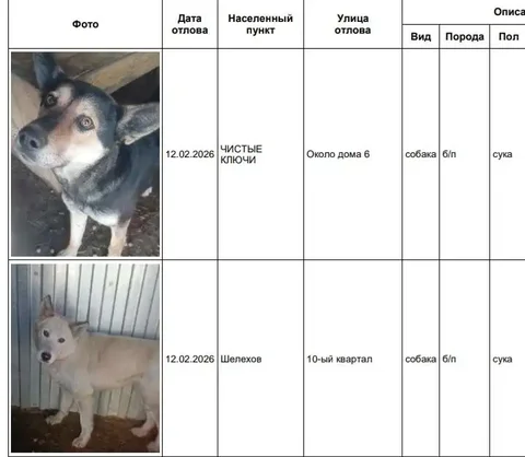 Отловленные собаки в приюте Усолья - Птица в Усолье-Сибирское