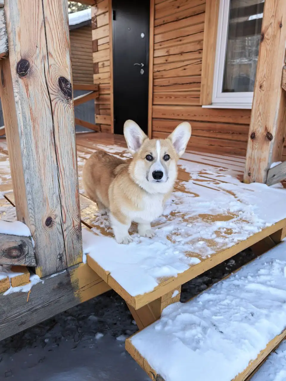 Потерялся щенок корги мальчик кличка Вектор - Собаки (Животные) в Иркутск