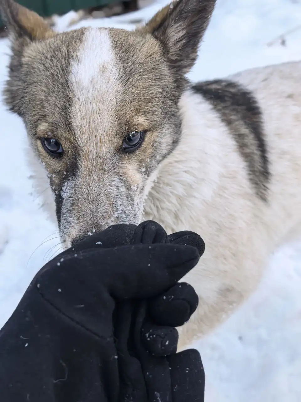 Срочно ищется передержка для собаки Люсеньки в Иркутске - Передержка (Животные) в Иркутск