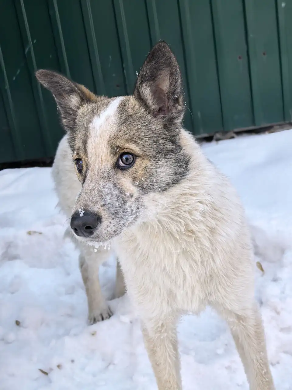 Срочно ищется передержка для собаки Люсеньки в Иркутске - Передержка (Животные) в Иркутск