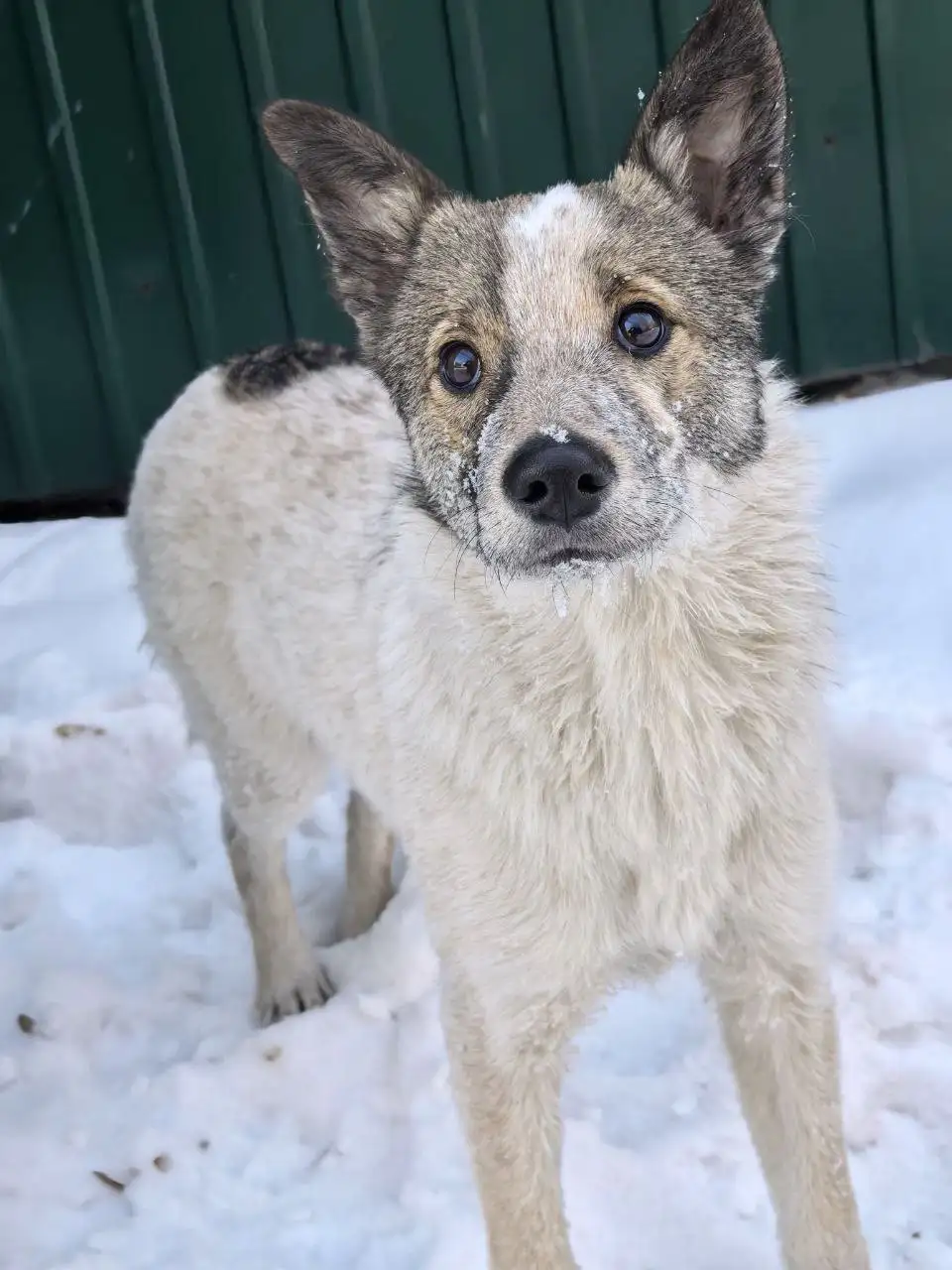 Срочно ищется передержка для собаки Люсеньки в Иркутске - Передержка (Животные) в Иркутск