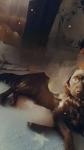 Потерялась собака дворняга в Ангарске - Животные в Ангарск