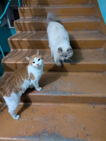 Найдены две кошки в районе Култукской 32 - Животные в Иркутск