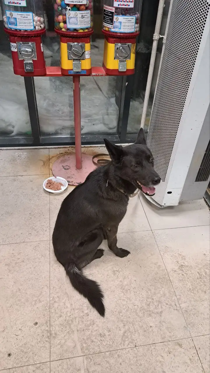 Собака брошена в магазине Н-Ленино - Потерянные/найденные (Животные) в Н-Ленино