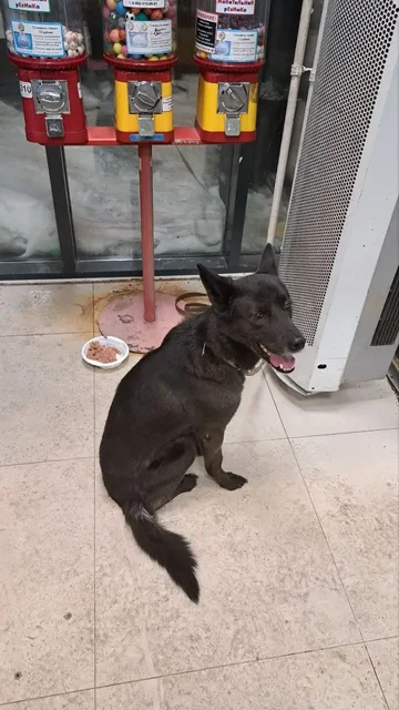 Собака брошена в магазине Н-Ленино - частное объявление в Н-Ленино