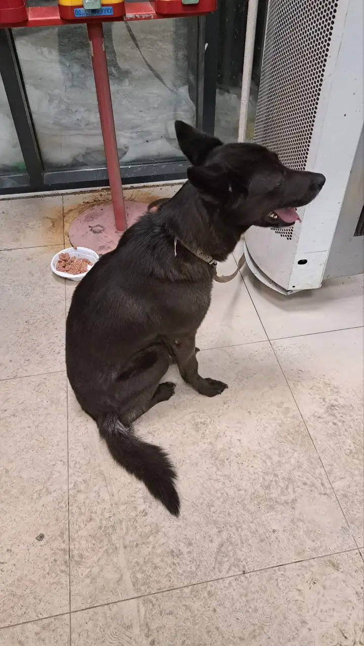 Собака брошена в магазине Н-Ленино - Потерянные/найденные (Животные) в Н-Ленино