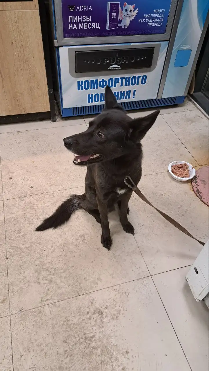 Собака брошена в магазине Н-Ленино - Потерянные/найденные (Животные) в Н-Ленино