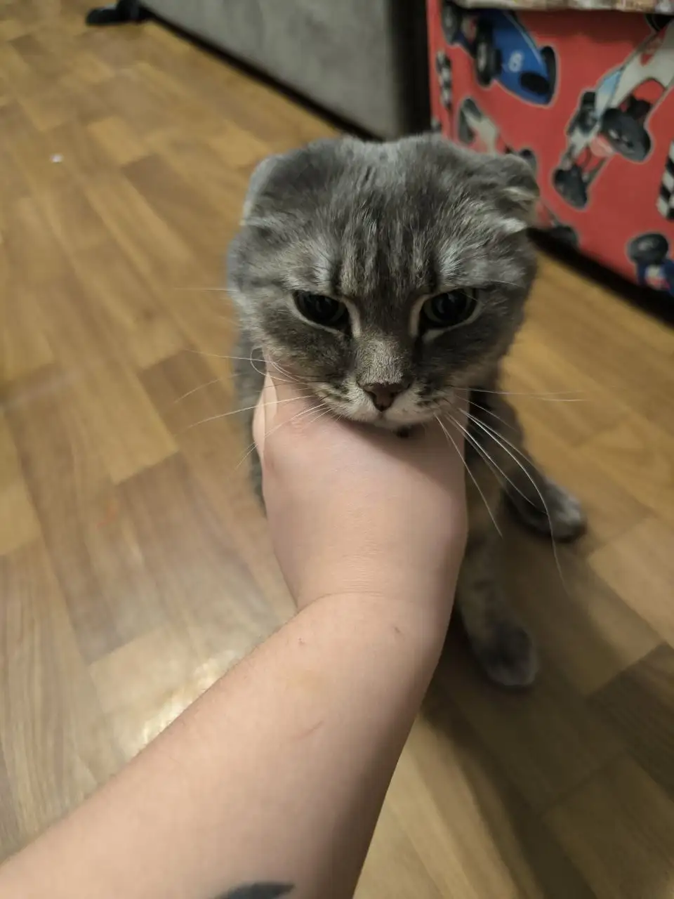 Найден истощенный котик в Ангарске, нужна передержка - Животные в Ангарск