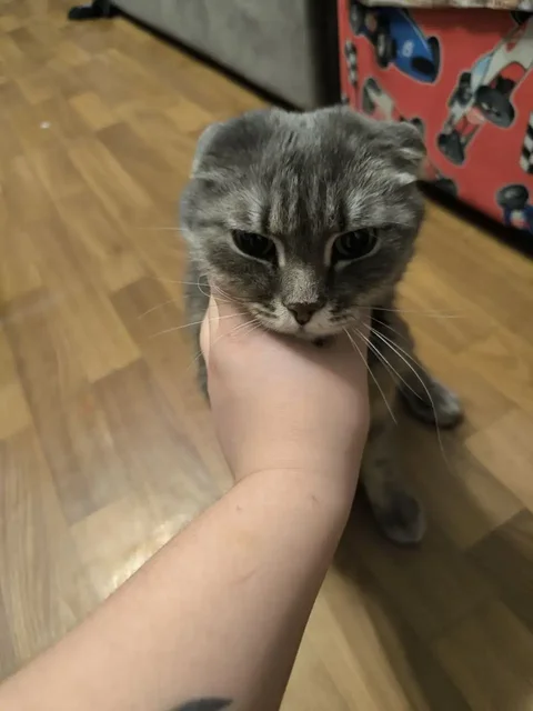 Найден истощенный котик в Ангарске, нужна передержка - Моллюски/Улитки в Ангарск