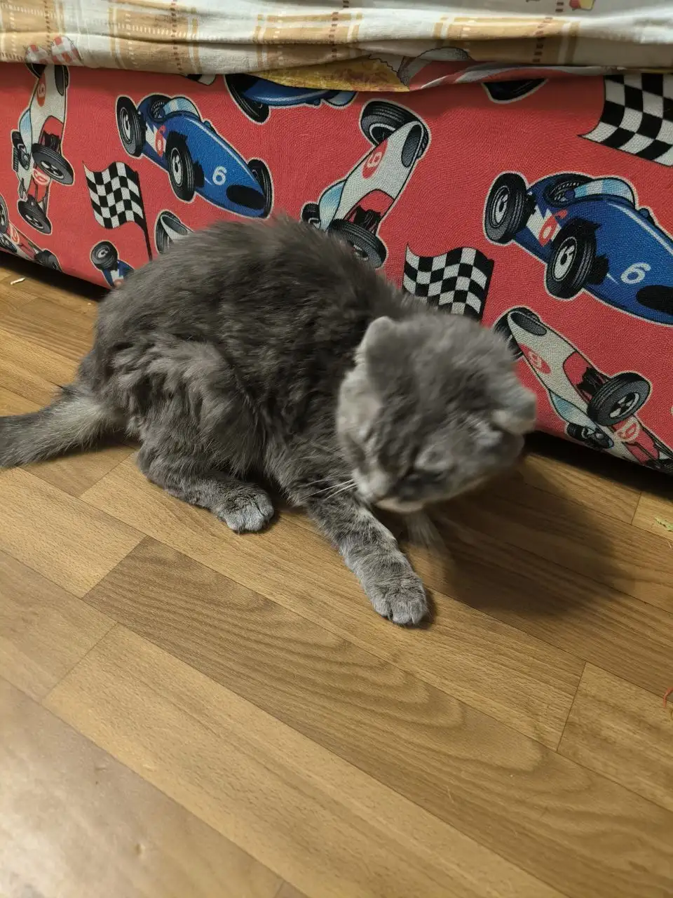 Найден истощенный котик в Ангарске, нужна передержка - Животные в Ангарск