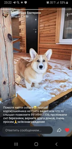 Пропала собака по кличке Вектор - Животные в Иркутск