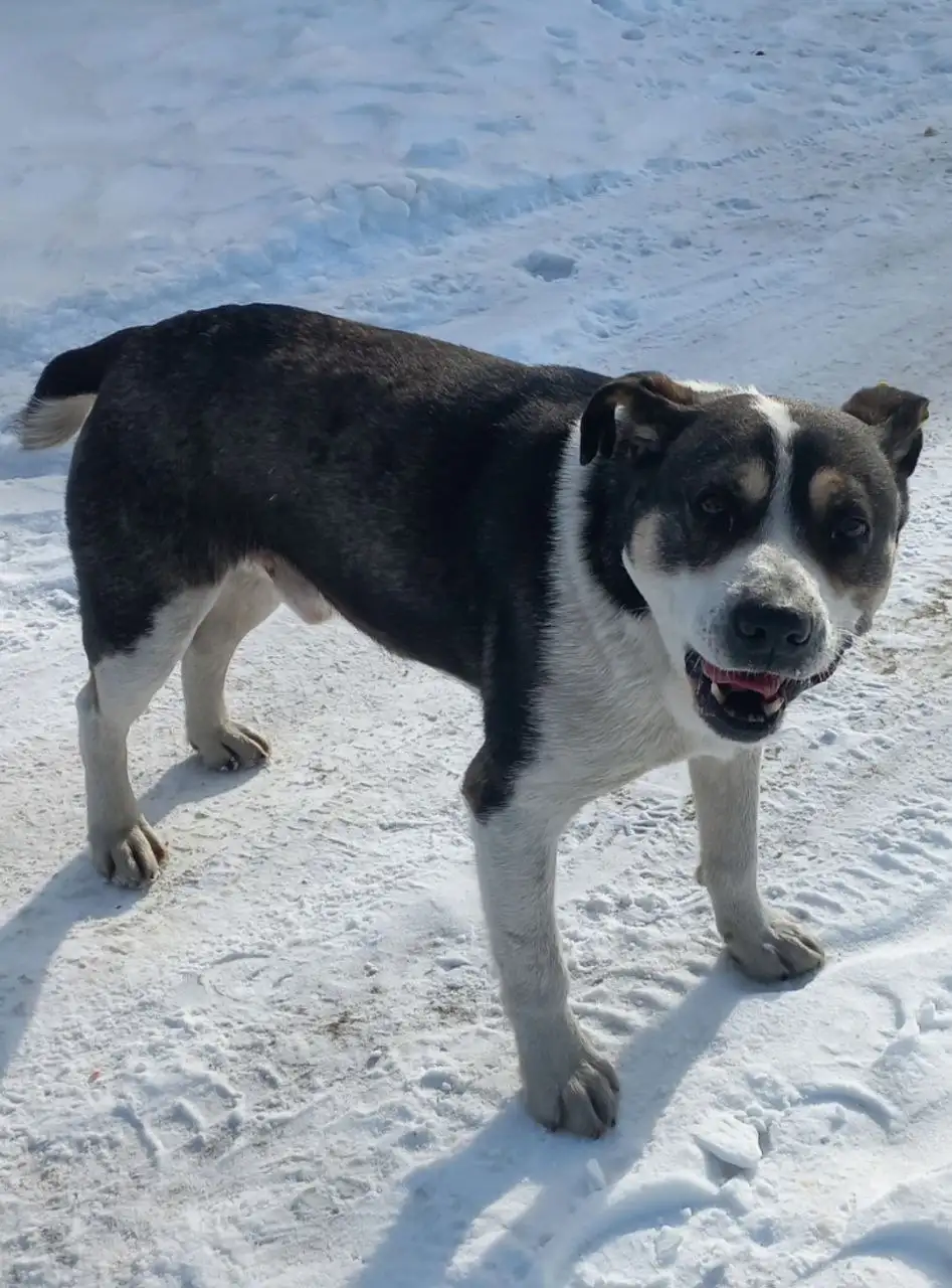 Потеряшка в Иркутске - 2, район Переезд - Боково - Потерянные/Найденные (Животные) в Иркутск