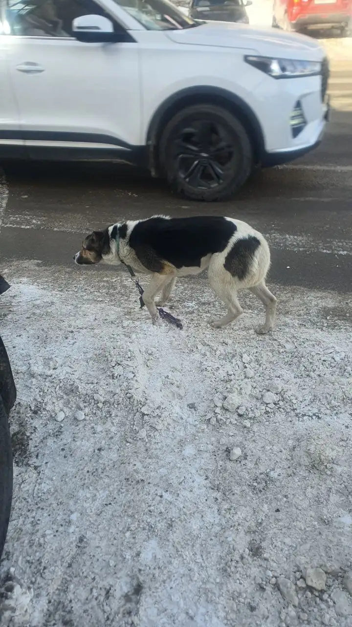 Потеряшка девочка Иркутск - Потерянные животные (Животные) в Иркутск