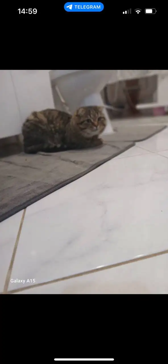 Потерялся вислоухий кот Денис в Хомутово - Кошки (Животные) в Иркутск