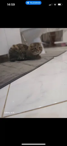 Потерялся вислоухий кот Денис в Хомутово - Животные в Иркутск