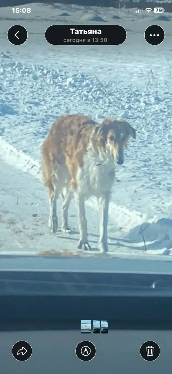 Потеряшка в Иркутске - Потерянные животные (Животные) в Иркутск