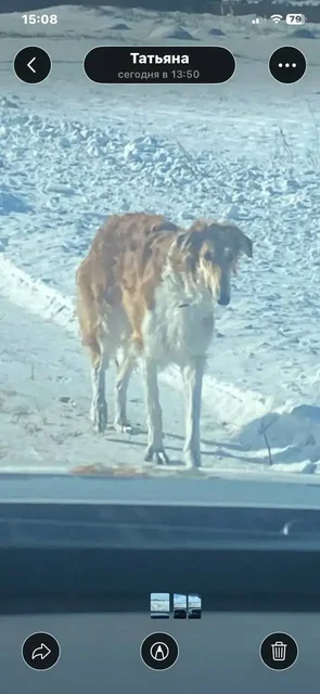 Потеряшка в Иркутске - Животные в Иркутск