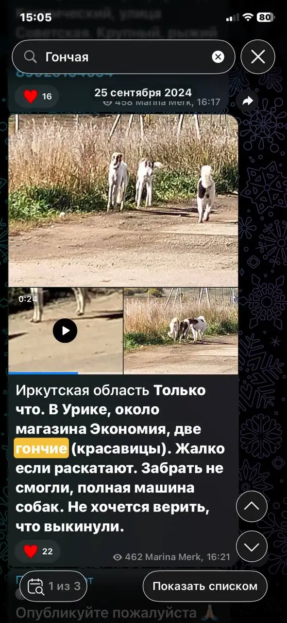 Потеряшка в Иркутске - Потерянные животные (Животные) в Иркутск