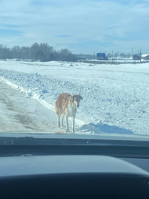 Потерявшаяся собака по Усть-Кудинскому тракту - Животные в Иркутск