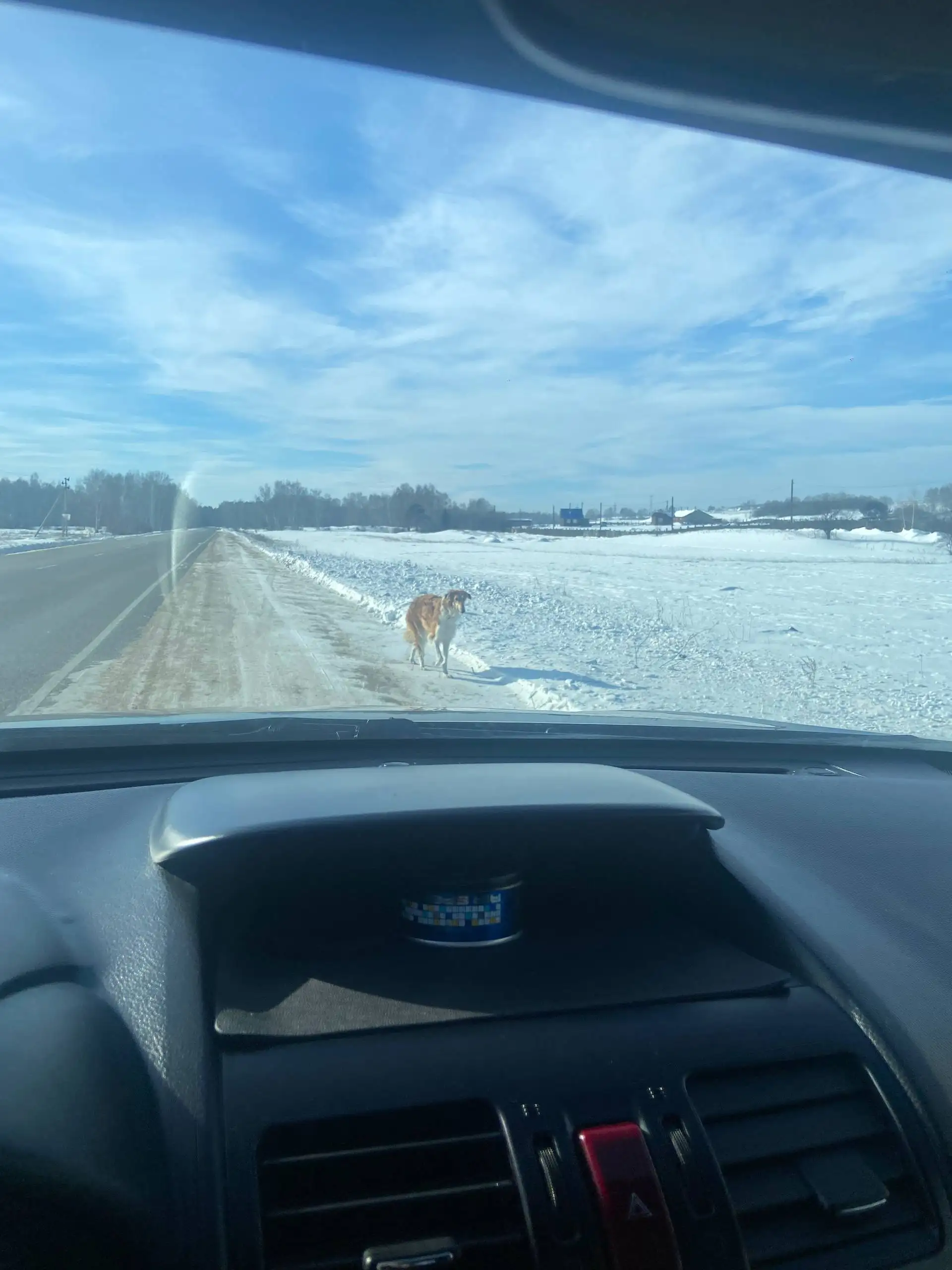Потерявшаяся собака по Усть-Кудинскому тракту - Собаки (Животные) в Иркутск