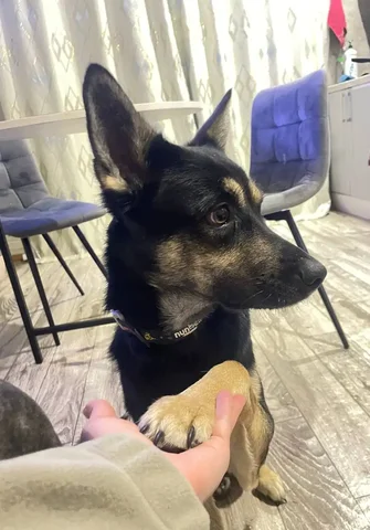 Потеряшка: пес Полкан в Боково - частное объявление в Боково