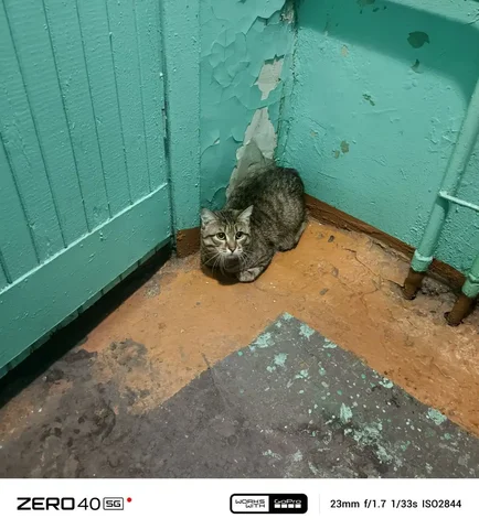 Потерянное животное найдено в Иркутске - Животные в Иркутск