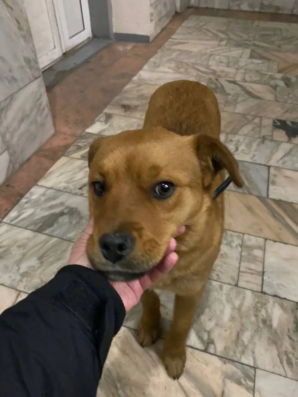 Потеряшка на жд вокзале Ангарска - Потеряшки/Находки (Животные) в Ангарск