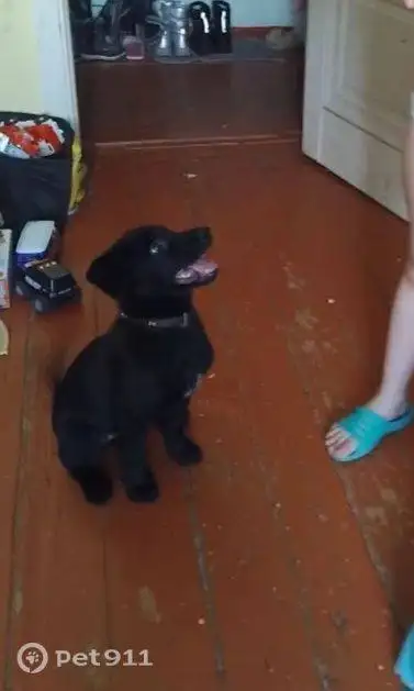 Пропала собака в Иркутске - Животные в Иркутск