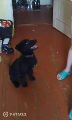 Пропала собака в Иркутске - Животные в Иркутск