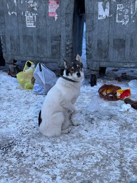 Потерявшаяся собака в Иркутске - Животные в Иркутск
