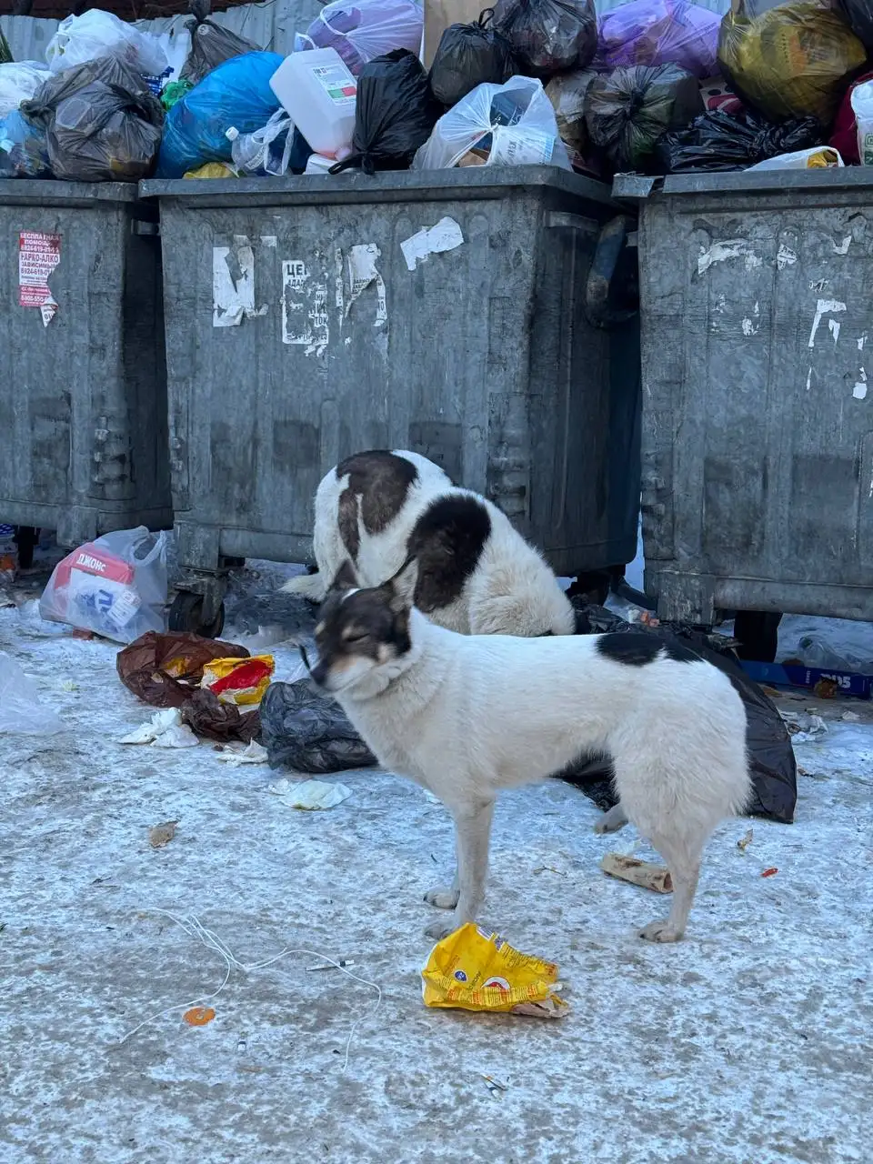 Потерявшаяся собака в Иркутске - Потерявшиеся животные (Животные) в Иркутск