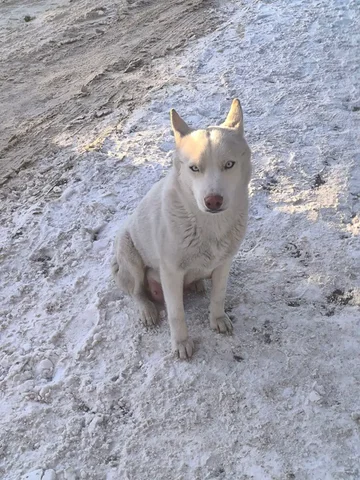 Найдена кормящая собака в Иркутске - Потерявшиеся животные в Иркутск