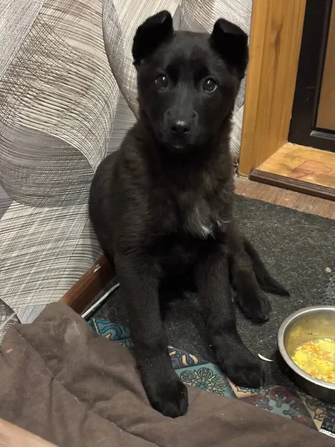 Найден щенок девочка в Иркутске - Животные в Иркутск