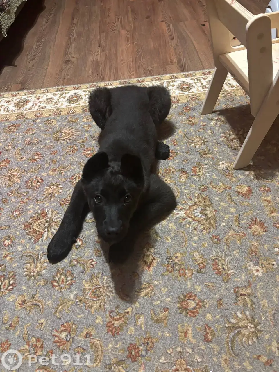 Найден щенок девочка в Иркутске - Собаки (Животные) в Иркутск