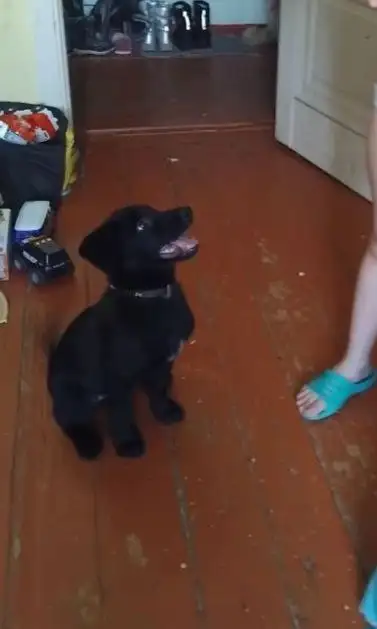 Потерялся щенок в районе Норильской улицы и Восточного переулка - Собаки (Животные) в Иркутск