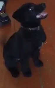 Потерялся щенок в районе Норильской улицы и Восточного переулка - Собаки (Животные) в Иркутск