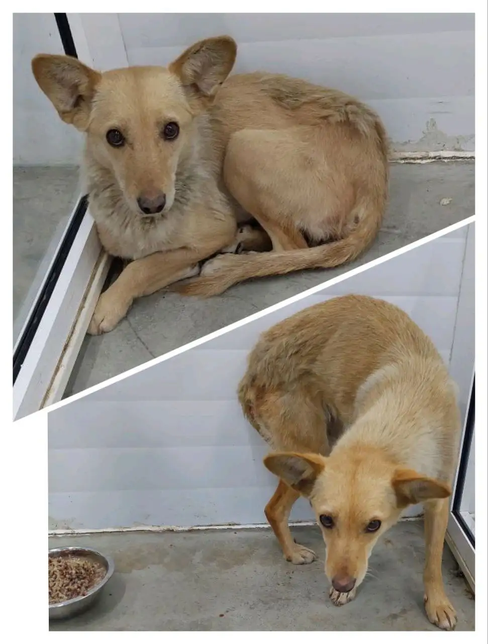 Пропала собака Злата в Иркутске - Поиск пропавших животных (Животные) в Иркутск