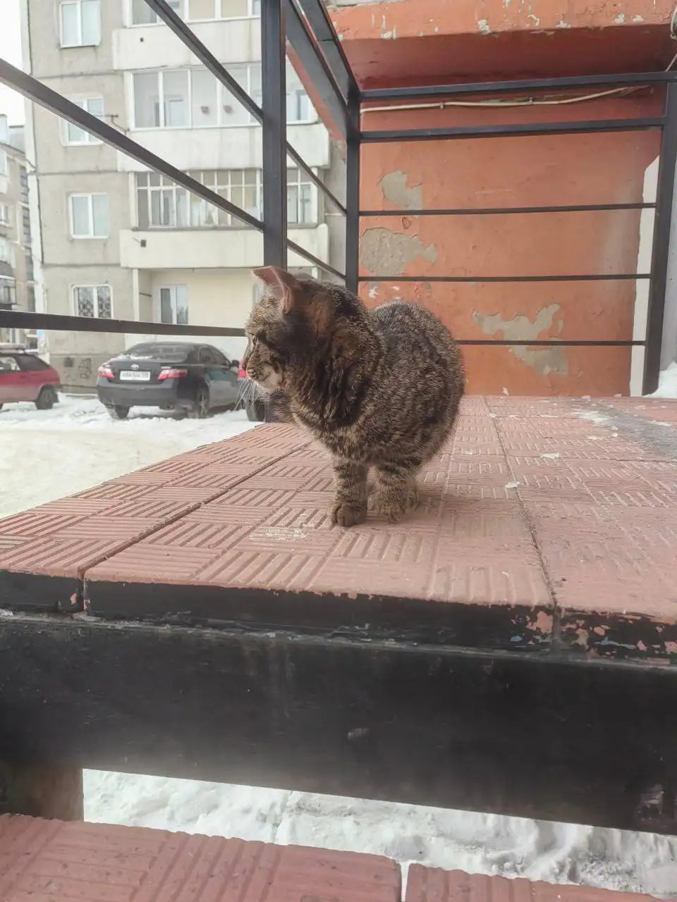 Передержка для кошечки-подростка с Большого Луга - Передержка (Животные) в Иркутск