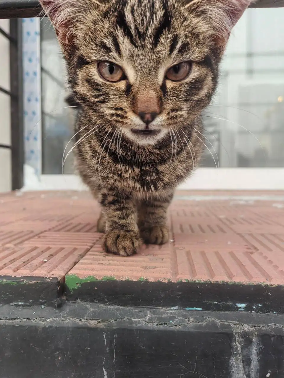 Передержка для кошечки-подростка с Большого Луга - Передержка (Животные) в Иркутск