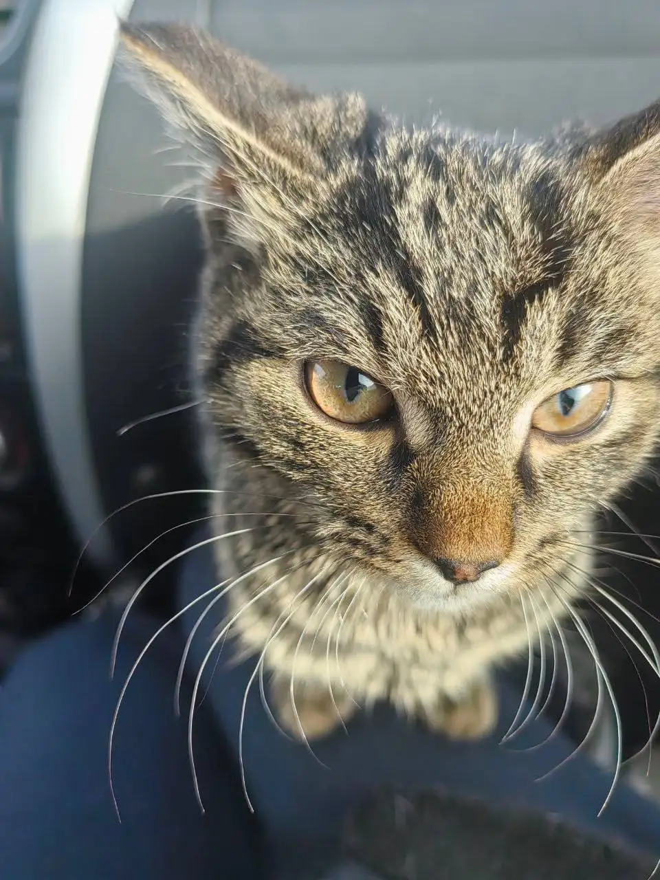 Передержка для кошечки-подростка с Большого Луга - Передержка (Животные) в Иркутск