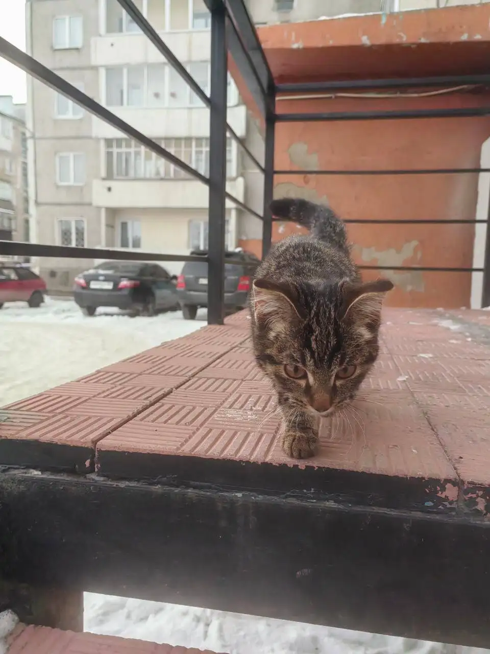 Передержка для кошечки-подростка с Большого Луга - Передержка (Животные) в Иркутск