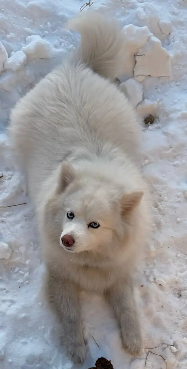 Пропала собака породы помски в Иркутске - Собаки (Животные) в Иркутск