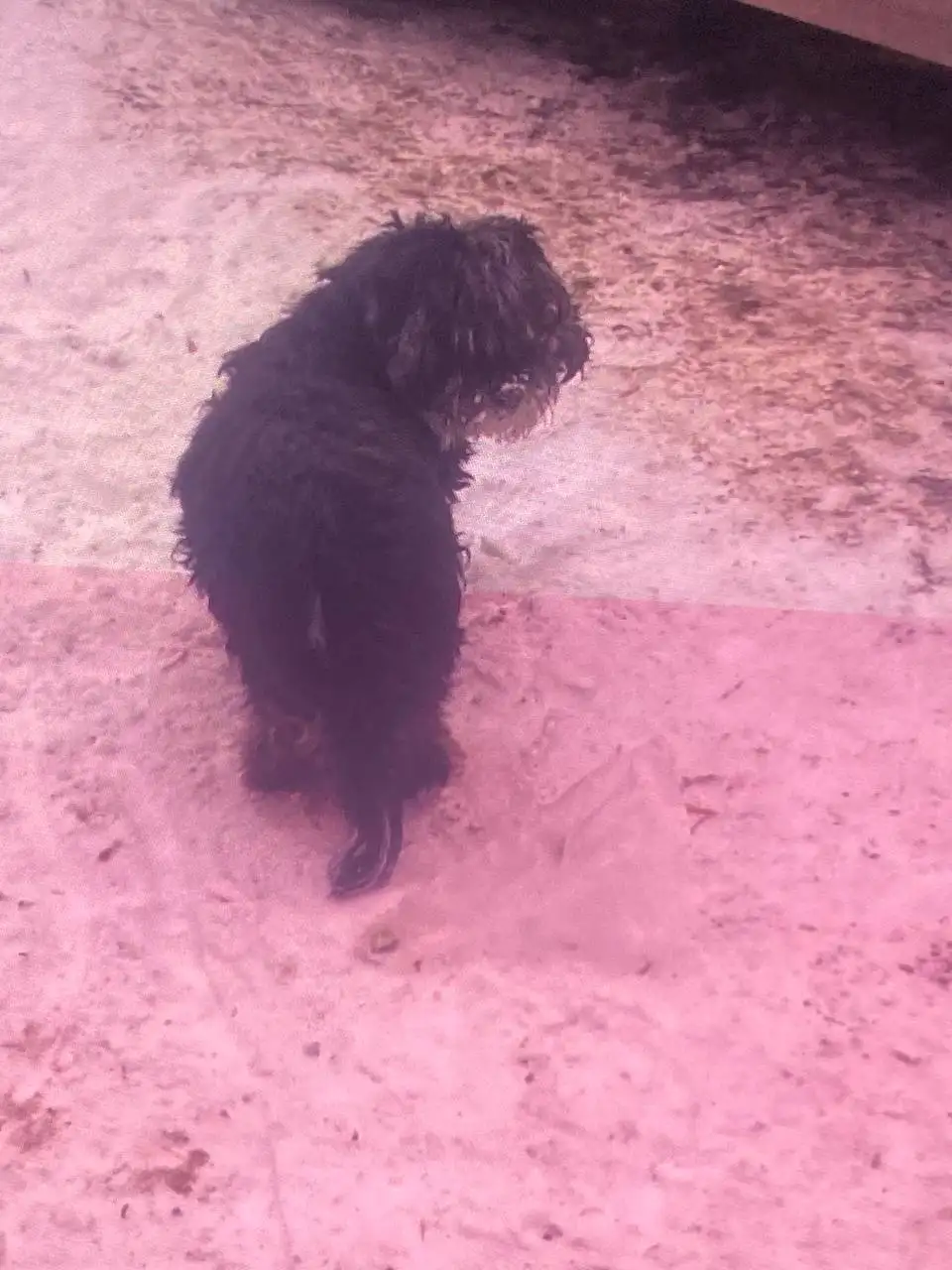 Найдена собачка в Академгородке Иркутска - Собаки (Животные) в Иркутск