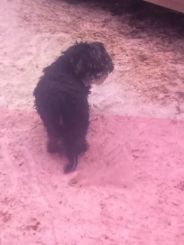 Найдена собачка в Академгородке Иркутска - частное объявление в Иркутск