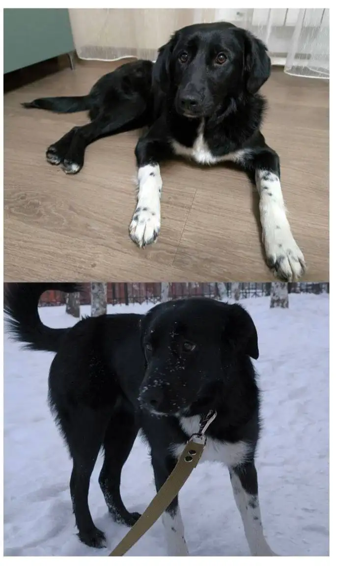 Потерялась собака в Иркутске в районе Поленова - Собаки (Животные) в Иркутск